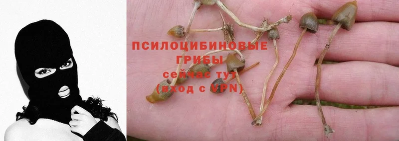 Псилоцибиновые грибы Psilocybe  Петушки 